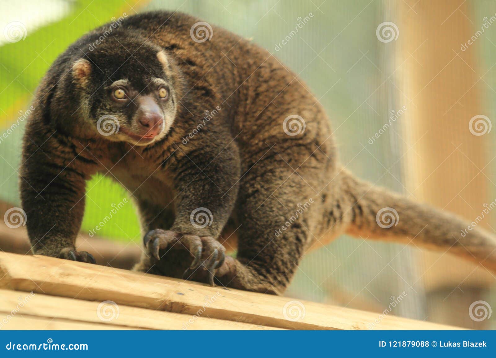 2 847 Cuscus Photos Free Royalty Free Stock Photos From Dreamstime