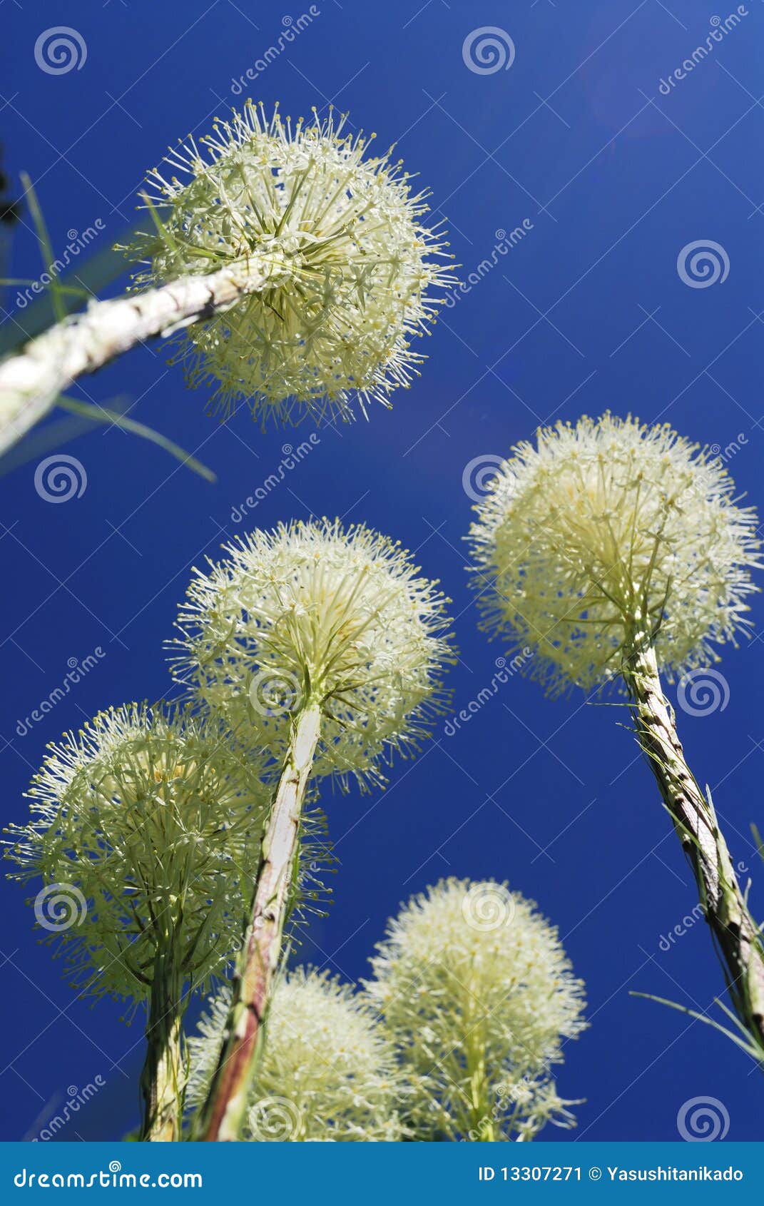 Bear Grass Bloom Stock Image | CartoonDealer.com #18905539
