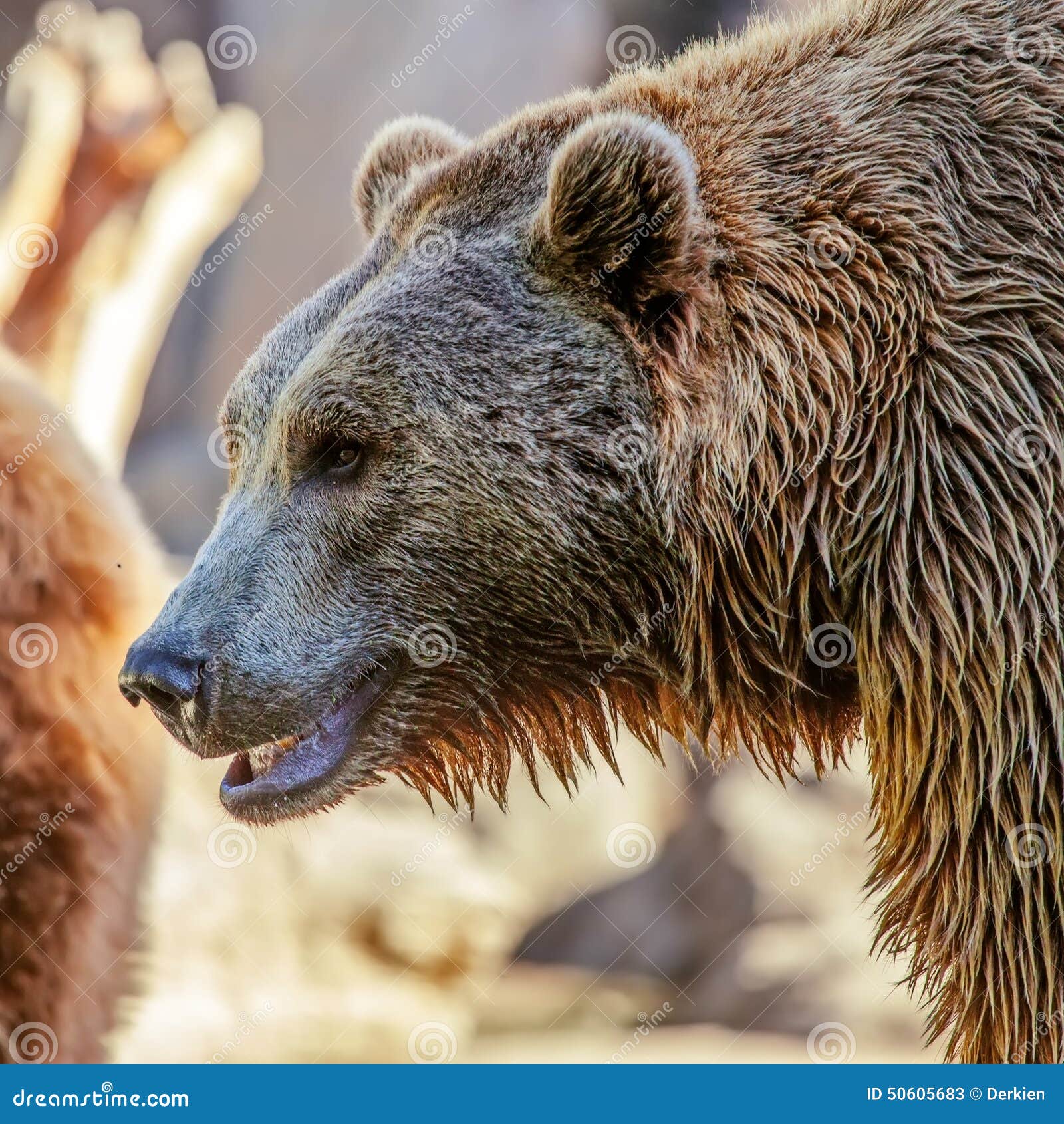 Le grolar, hybride ours polaire-grizzly, symbolise les effets inquiétants du  dérèglement climatique sur la faune. ➡️ https://l.lamanchelibre.fr/IC, image size:1600x1690