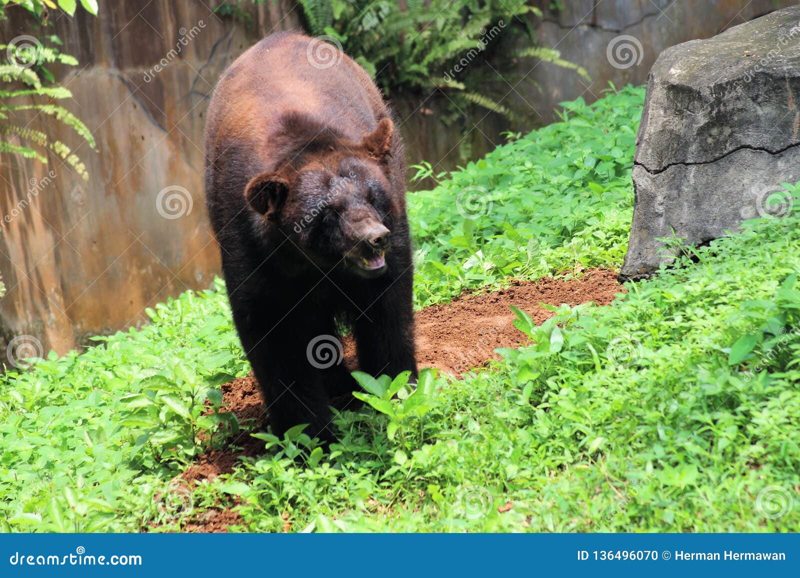Bear in the Indonesian Safari Park Stock Photo - Image of reproduce, tourist: 136496070 Bear in the Indonesian Safari Park Stock Photo - Image of reproduce, tourist: 136496070
