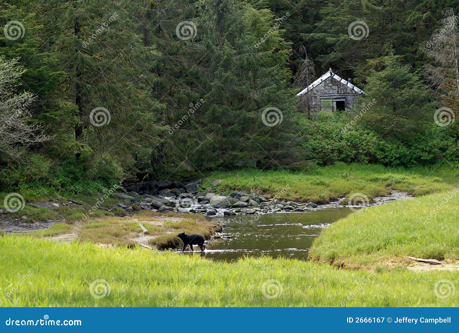 Bear in Ketchikan Alaska stock image. Image of trees, cabin - 2666167