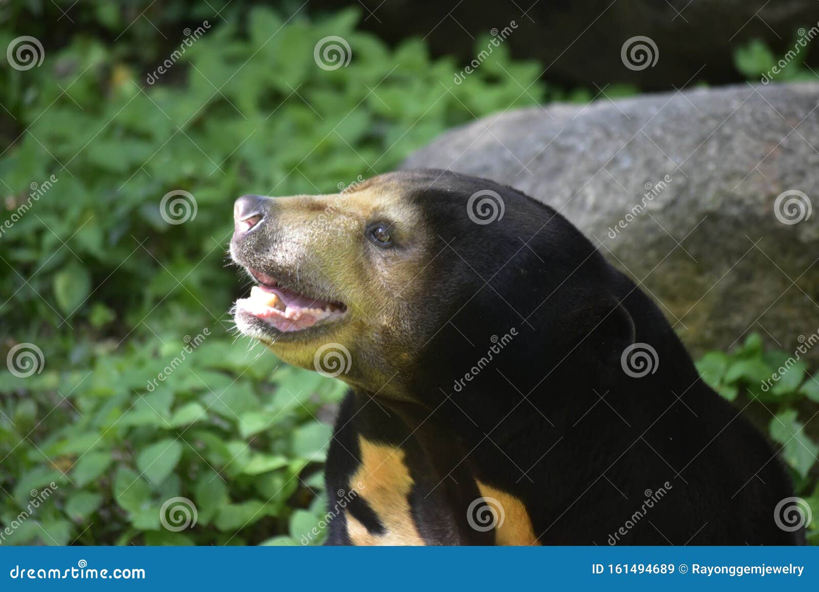 Bear Look Cute in Various Postures. it is an Omnivorous Animal Such As Lace, Young Leaves, Stock Image - Image of hound, puppy: 161494689 Bear Look Cute in Various Postures. it is an Omnivorous Animal Such As Lace, Young Leaves, Stock Image - Image of hound, puppy: 161494689
