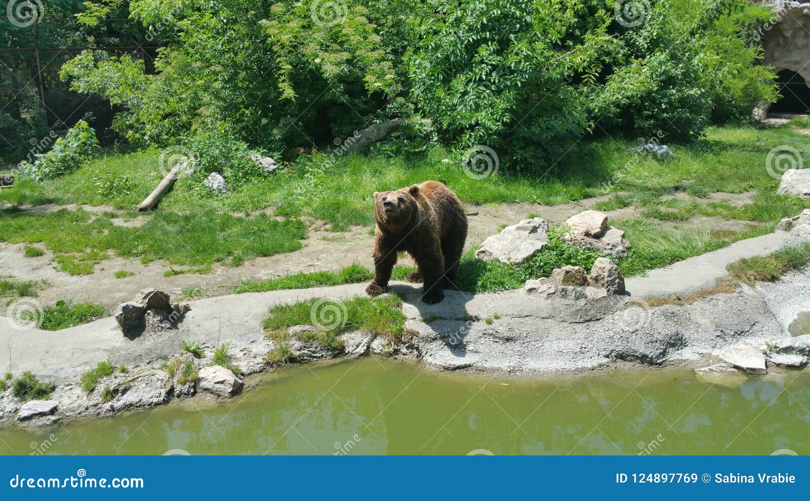 Bear stock image. Image of animal, wild, lake, bear 124897769