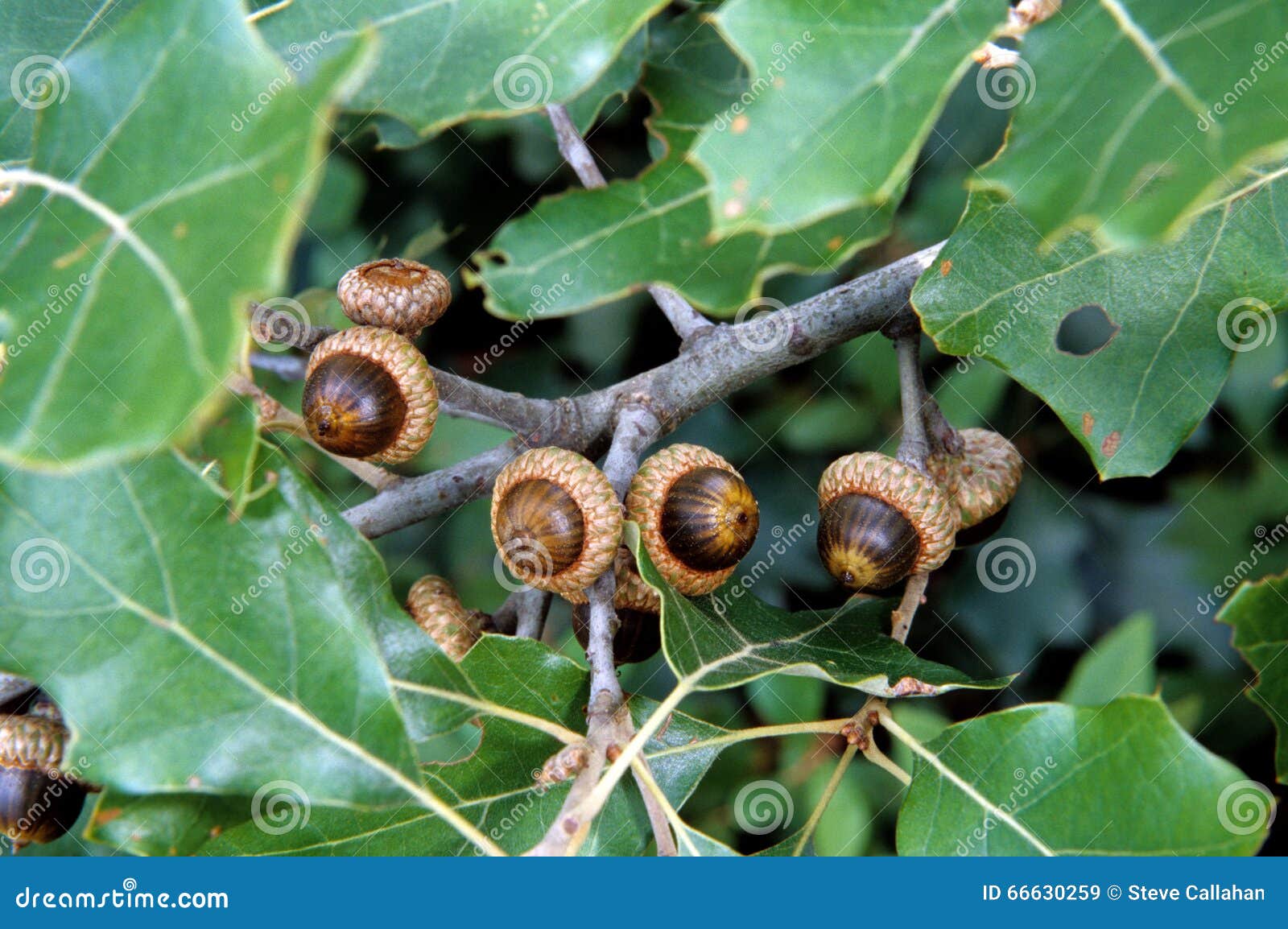 Bear Oak Or Scrub Oak Acorns Stock Image Image of tree, berkshires 66630259