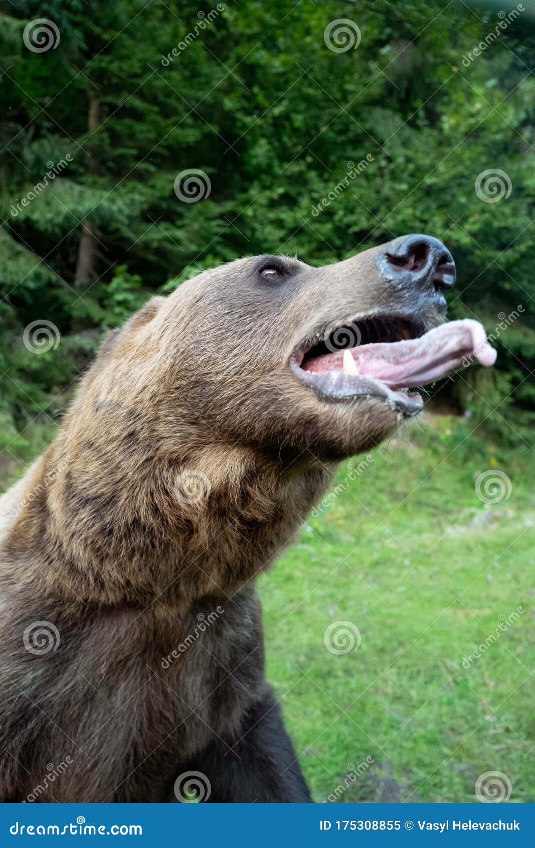 bear opened its mouth, and warn the person about the attack