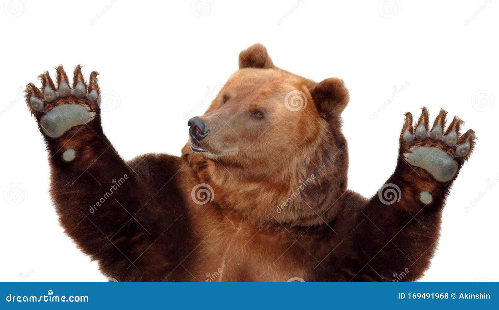 Bear Paws Bear Paws Bear Paws Bear Paws Bear Paws Bear Paws Bear Paws Bear Paws Bear Paws Bear Paws