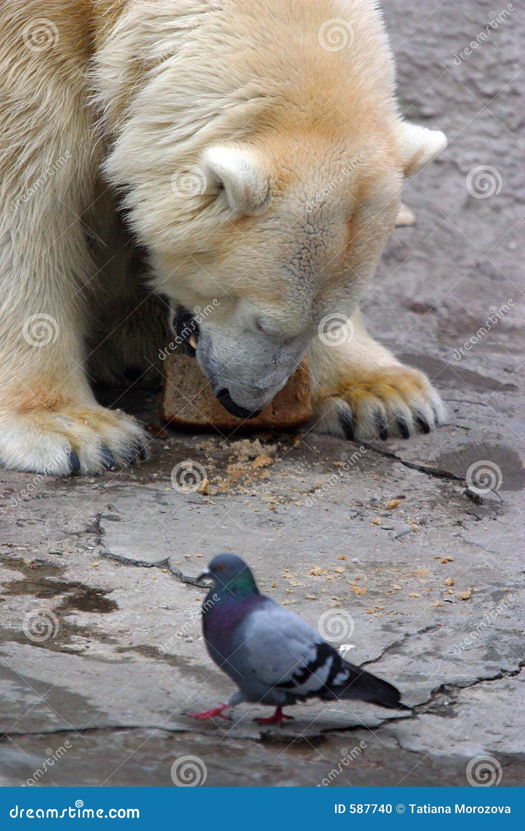Bear and pigeon stock photo. Image of pigeon, canines, dinner 587740
