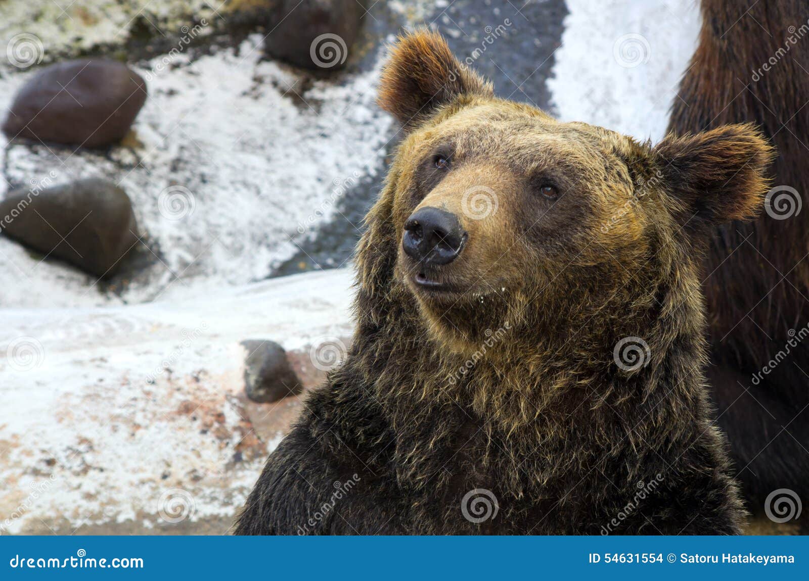 Bear stock photo. Image of brown, protection, climate 54631554