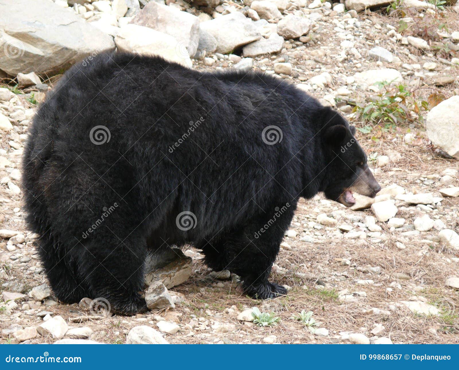 bear in quebec. canada, north america.
