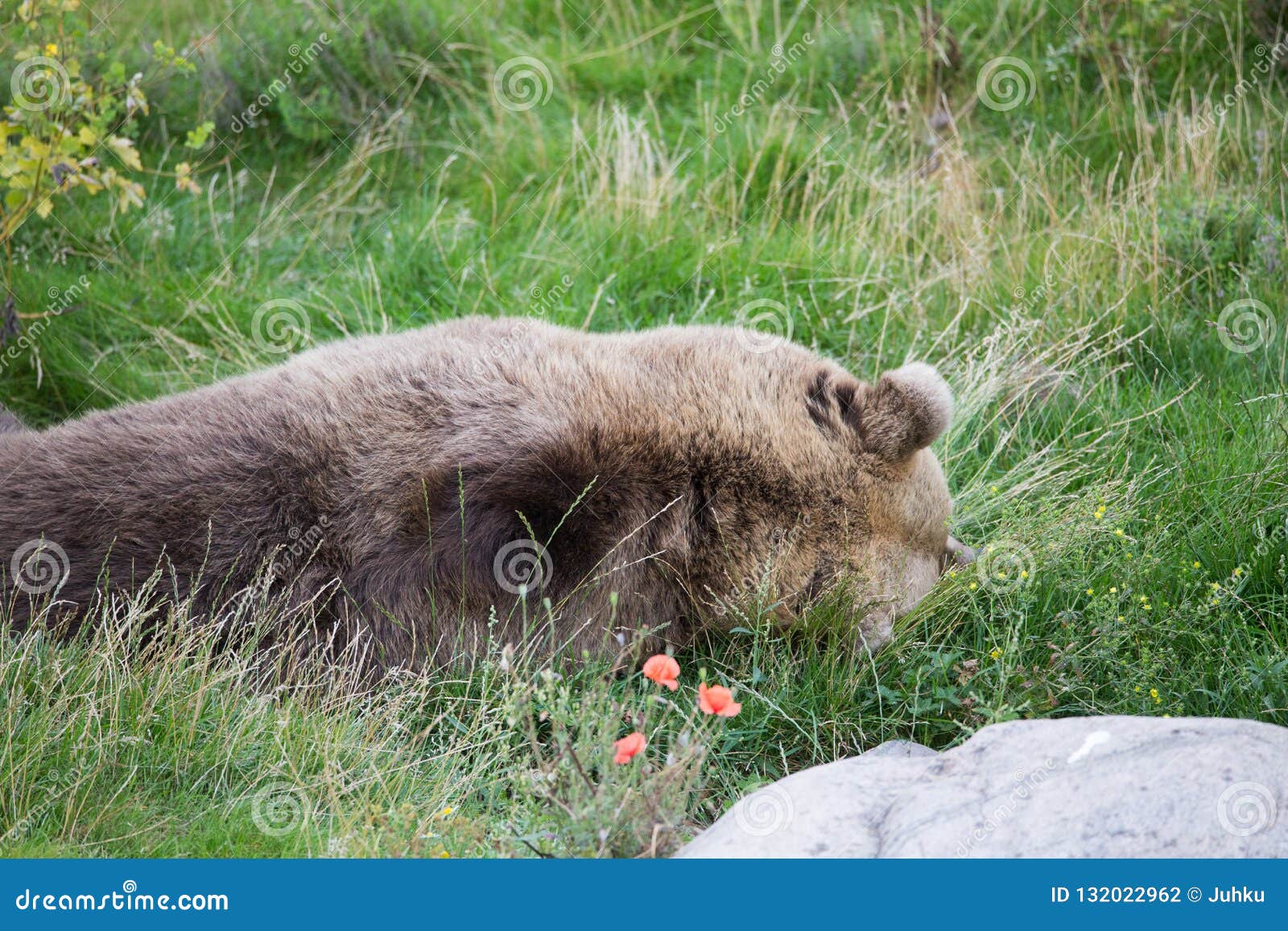 Bear resting on grass stock photo. Image of green, back 132022962