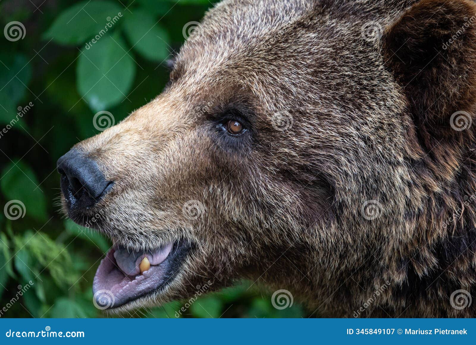 bear roar. close up of brown bear face, displaying its intense expression and thick fur in a captive naturalistic environment