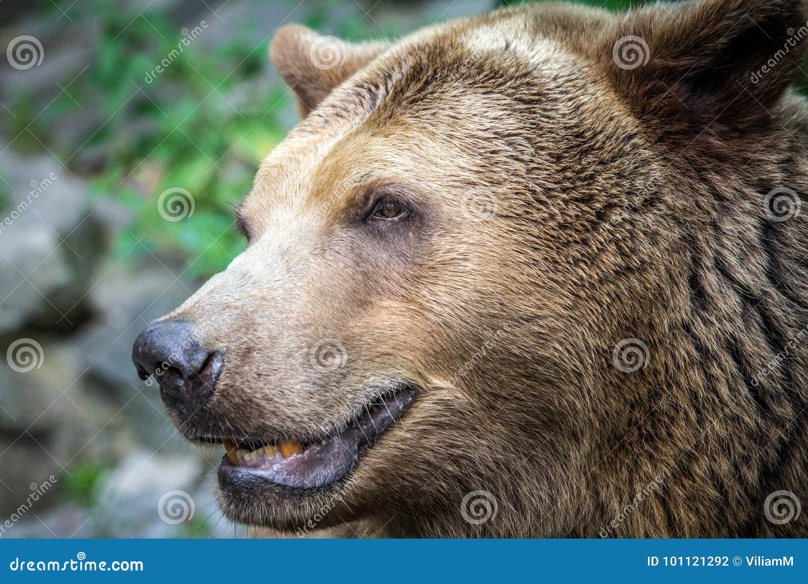 Full Body Profile Of A Big Female Grizzly Bear Stock Photo, Picture and  Royalty Free Image. Image 29090944., image size:1600x1157