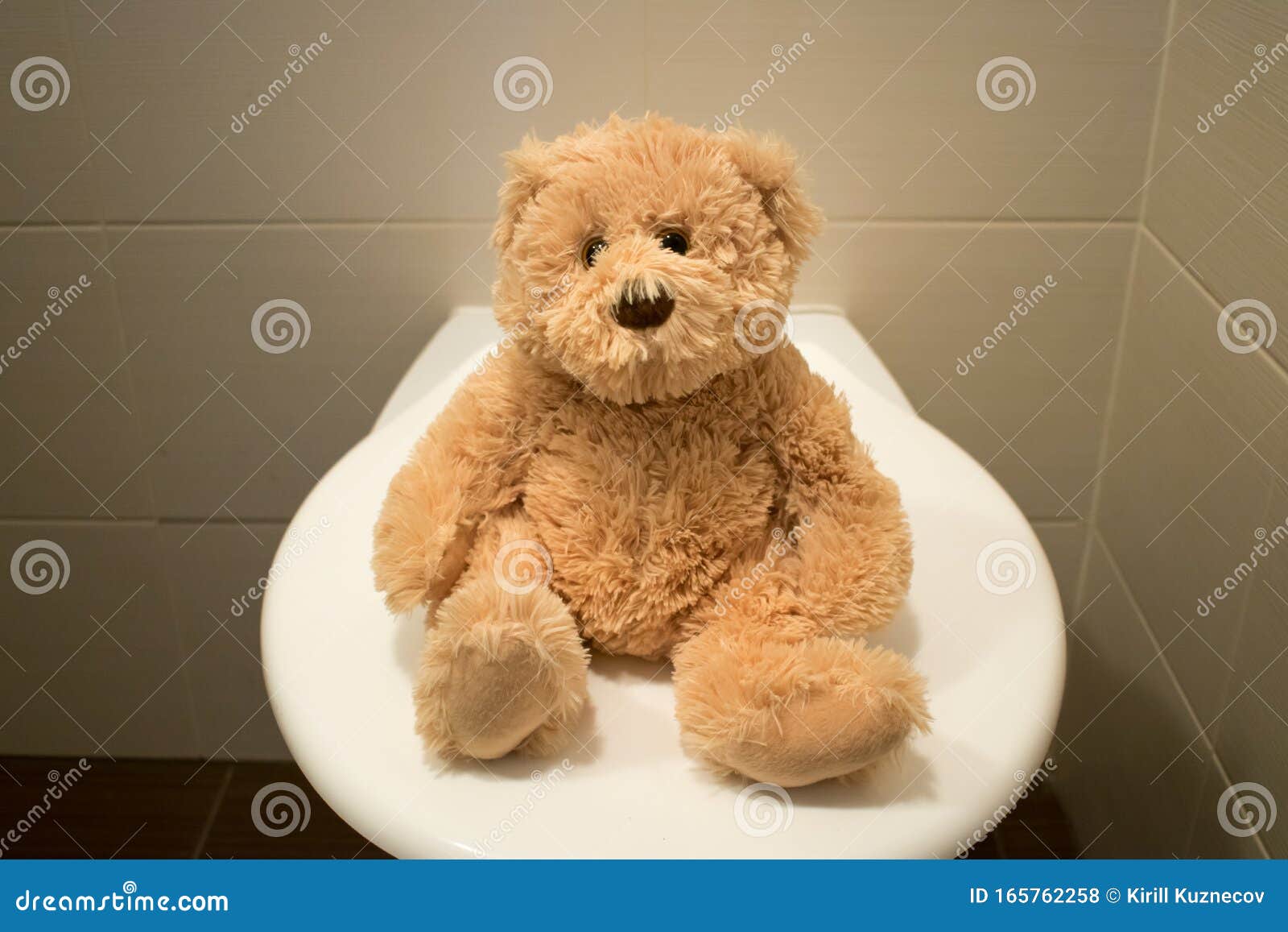 Bear Sit on Toilet Closeup Kids Potty Training Stock Photo Image of
