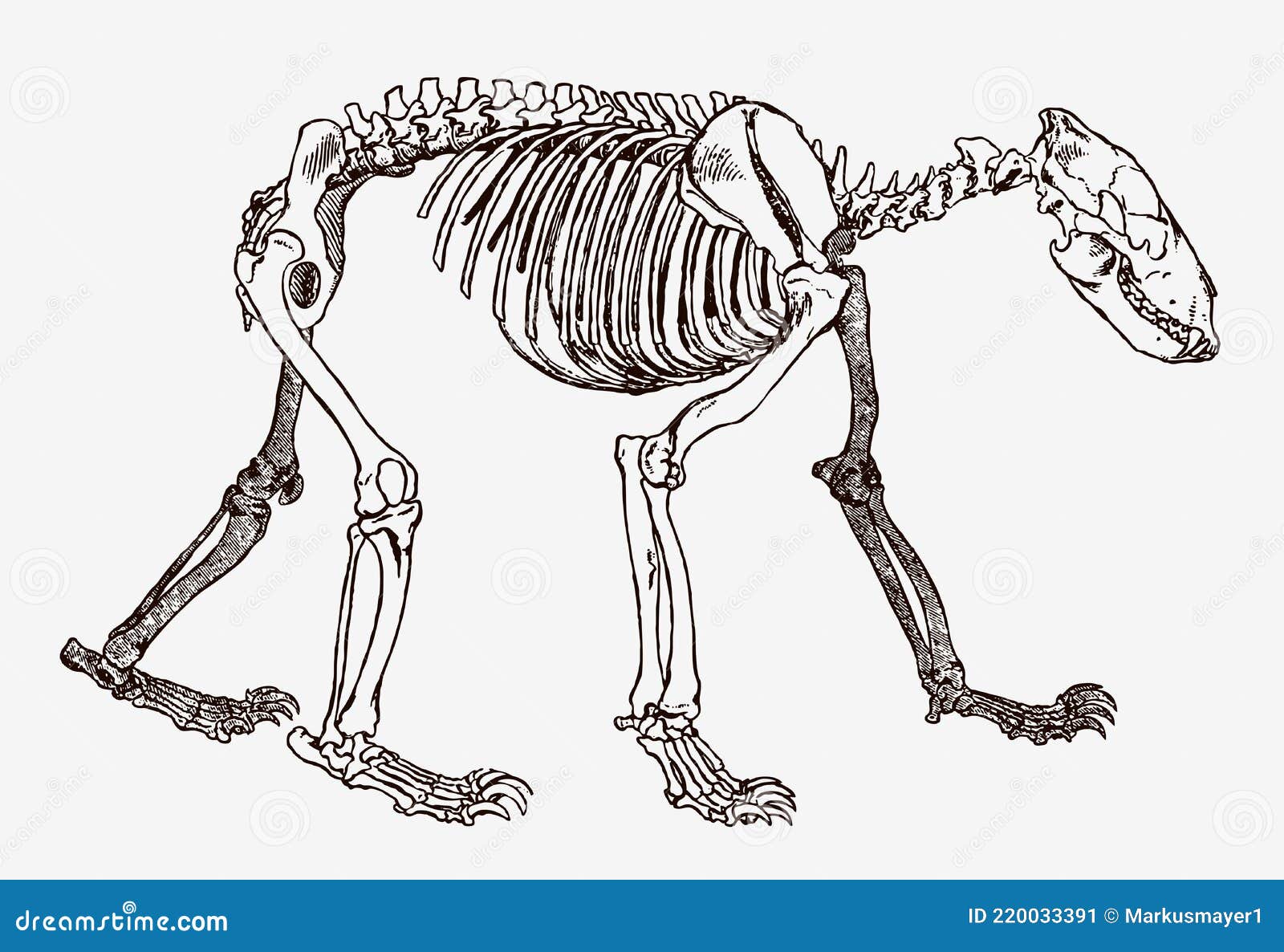 Bear Skeleton in Profile View Stock Vector - Illustration of profile ...