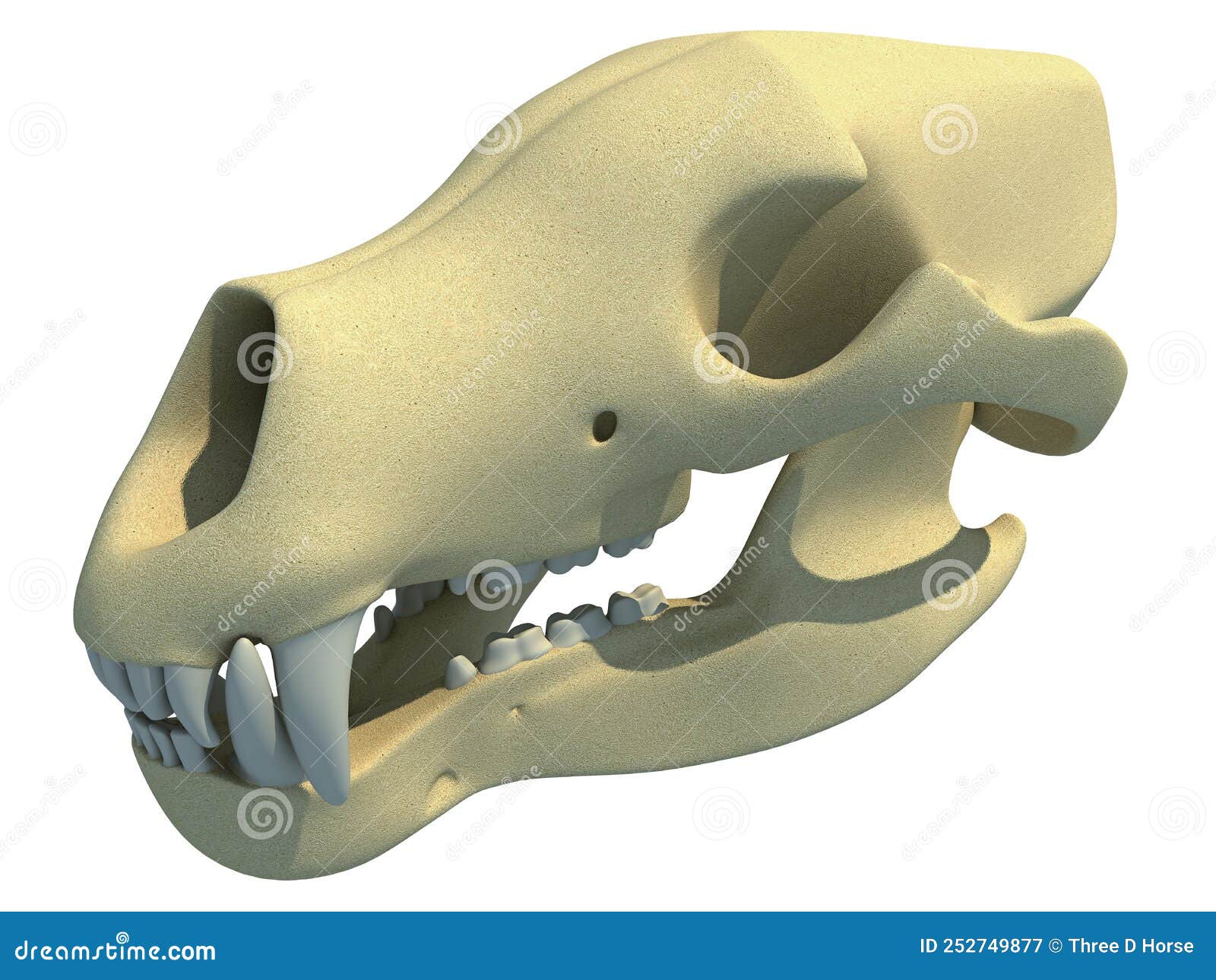 Bear Skull Anatomy 3D Rendering Stock Illustration - Illustration of beast, anatomy: 252749877 Bear Skull Anatomy 3D Rendering Stock Illustration - Illustration of beast, anatomy: 252749877