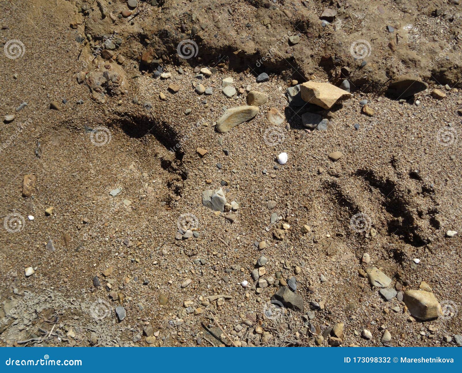 Bear tracks in the sand stock photo. Image of macro - 173098332
