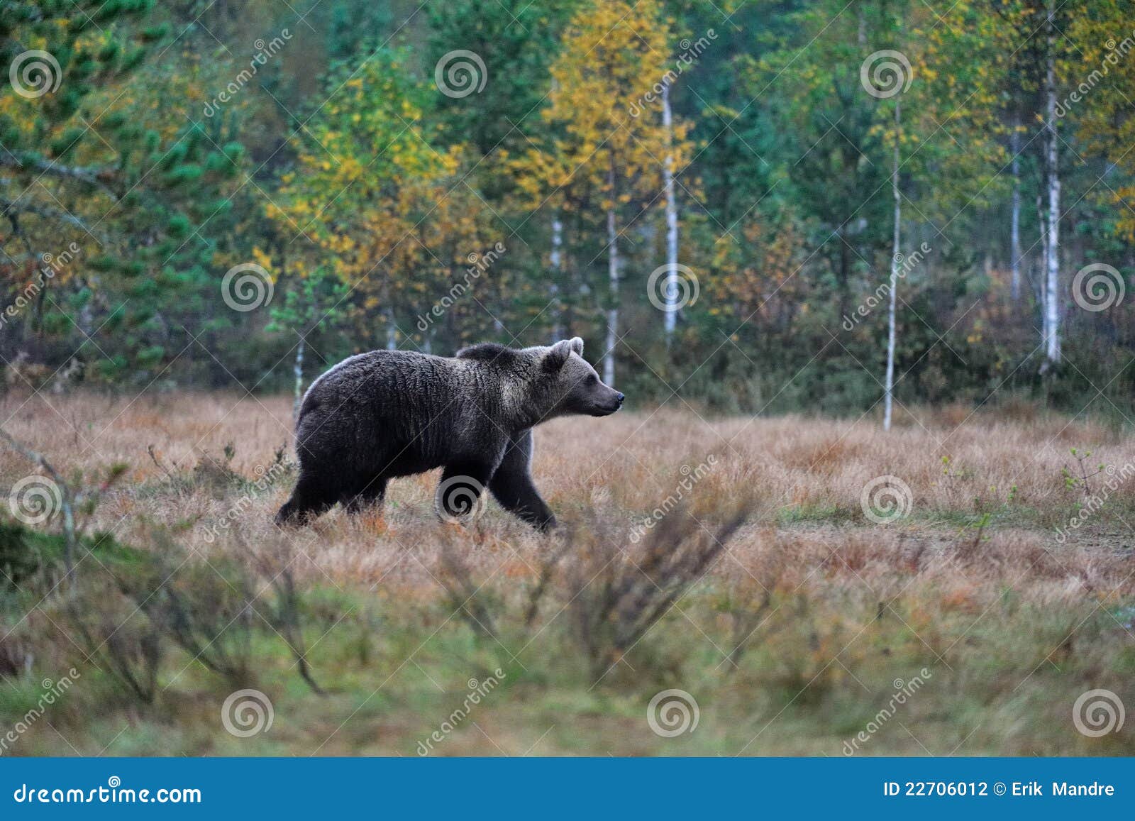Bear walking in the swamp stock photo. Image of leaves 22706012