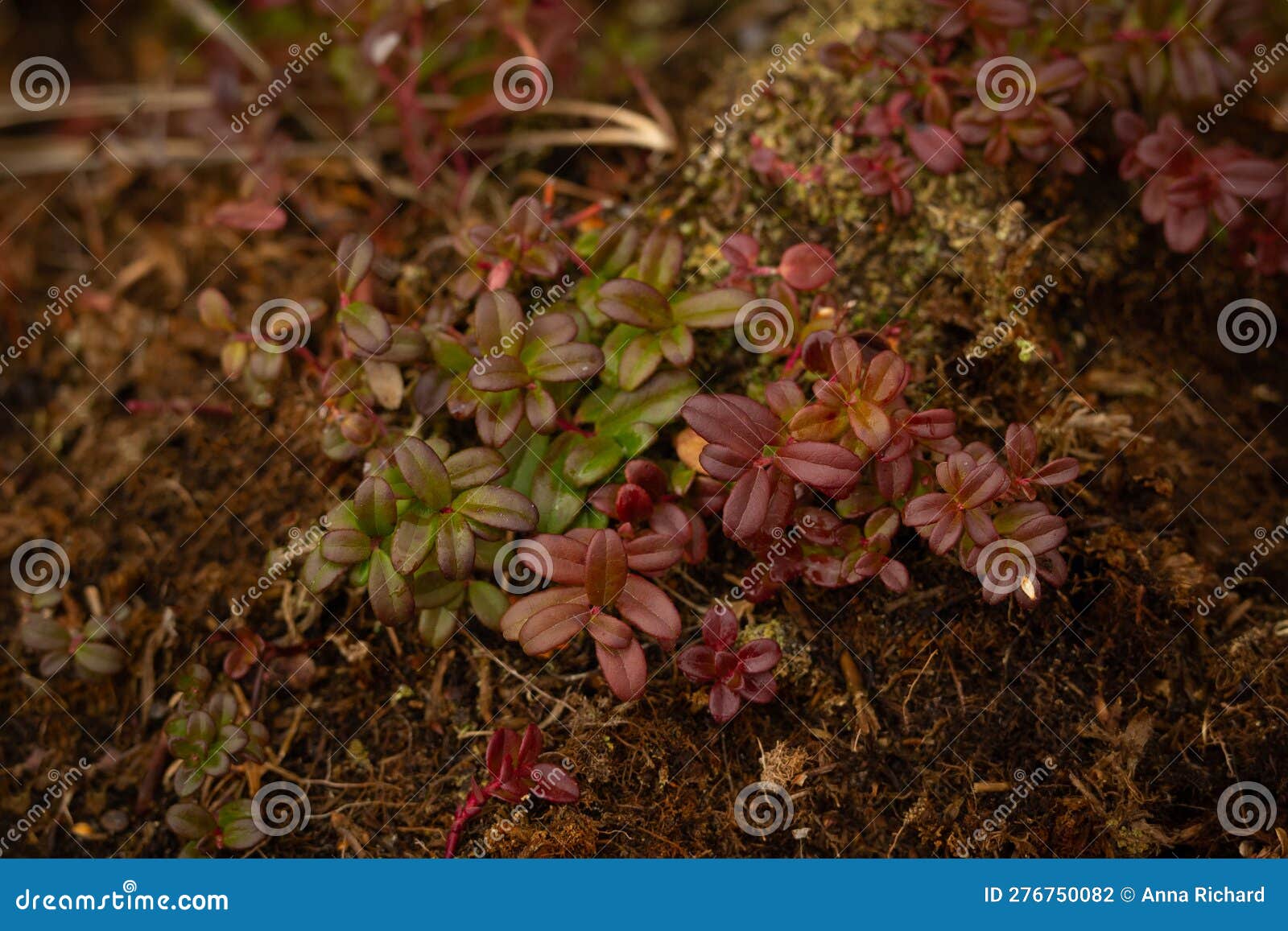 Bearberry Creeping Branches with Red and Green Leaves in the Spring ...