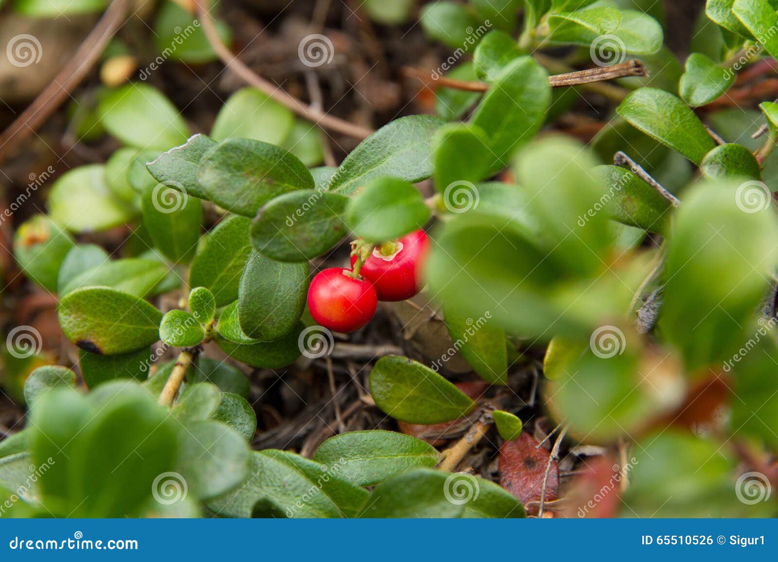 bearberry plant with fruits red