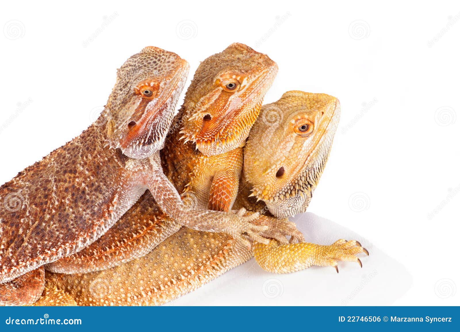 Bearded Agama Lizards stock photo. Image of agamid, pets 22746506