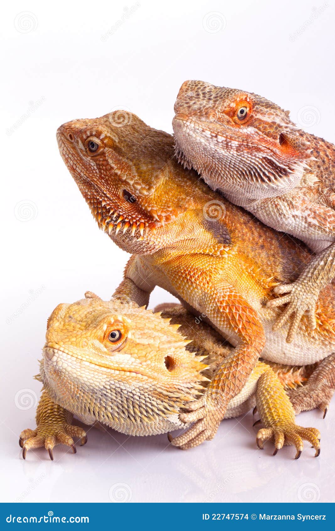 bearded agama lizards
