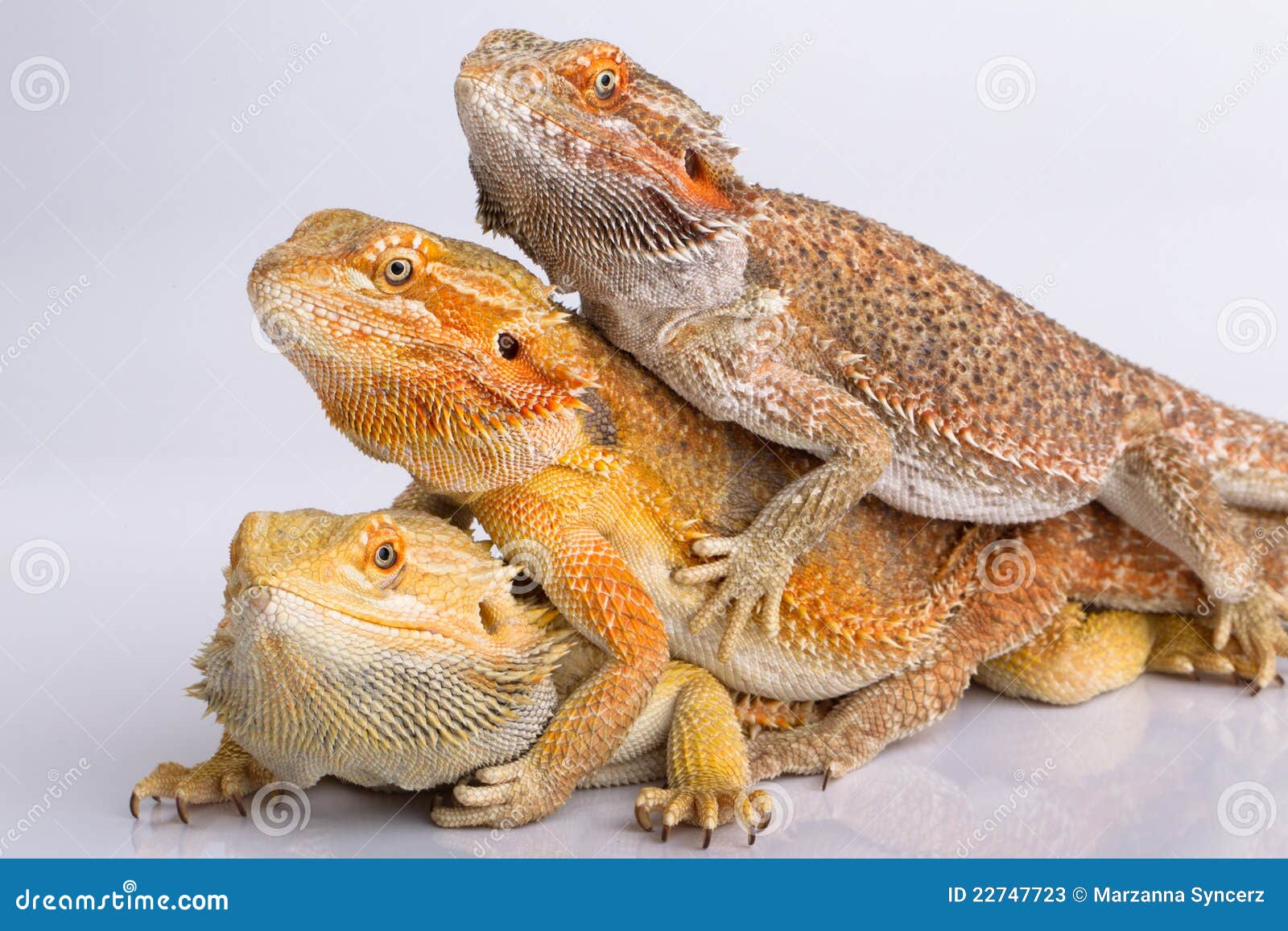 bearded agama lizards