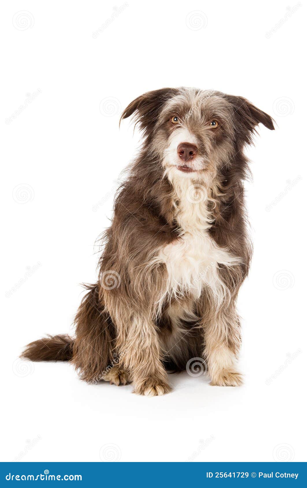 Front View Of A White And Gray Seated Bearded Collie Stock Photo - Download  Image Now - iStock