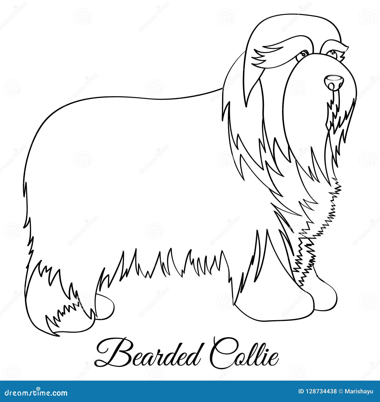Collie Coloring Stock Illustrations 43 Collie Coloring Stock Illustrations Vectors Clipart Dreamstime