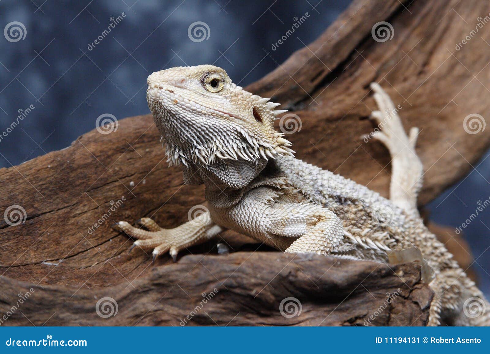 Bearded Dragon stock image. Image of lizard, animal, blooded 11194131