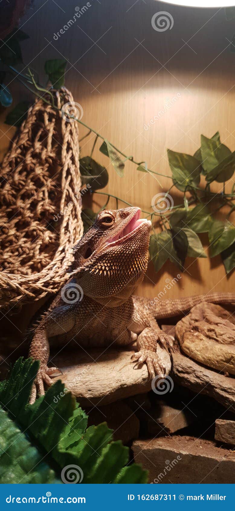 Bearded Dragon Basking on Her Rock Stock Image Image of bearded