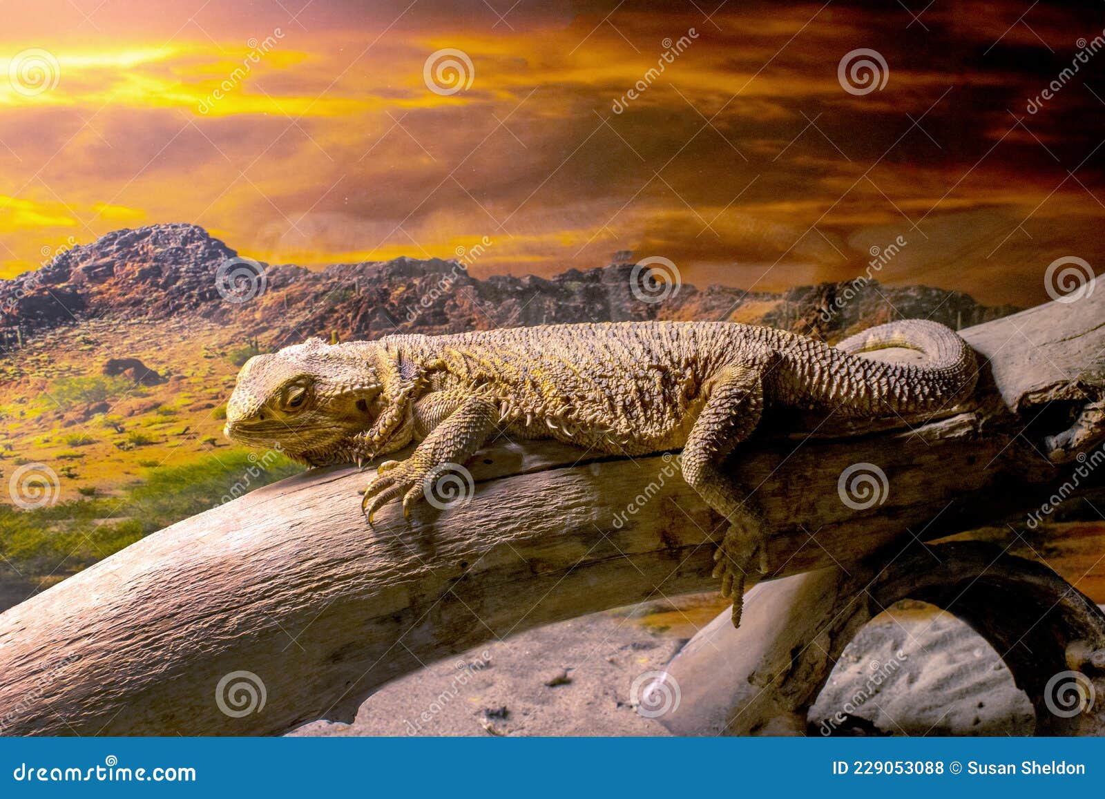 Bearded Dragon Basking on a Log Stock Photo Image of lizard, captivity 229053088