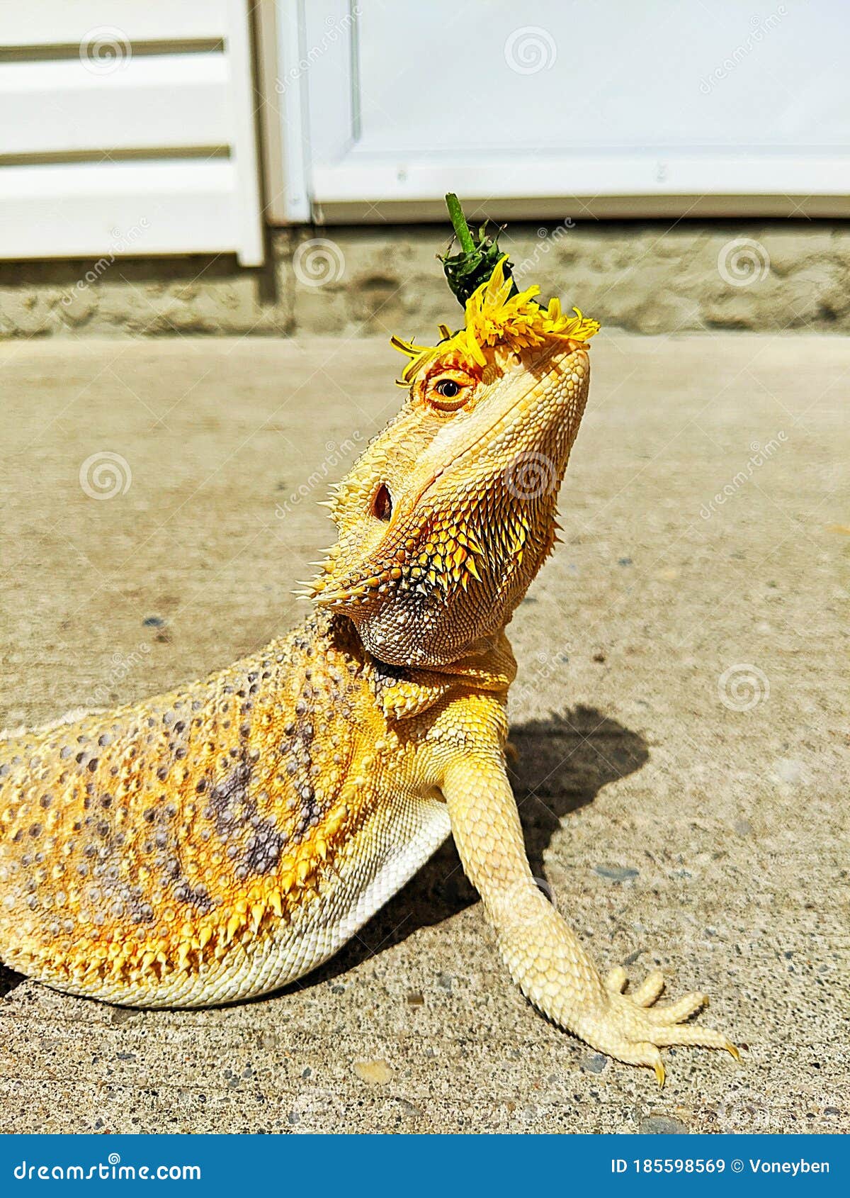 Bearded Dragon Basking in the Sun Wearing a Dandelion Hat Stock Image