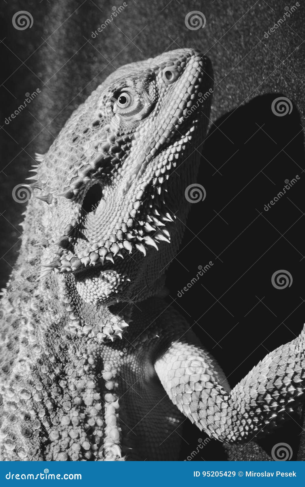 Bearded Dragon Climbing Up in the Sun Stock Image Image of australia