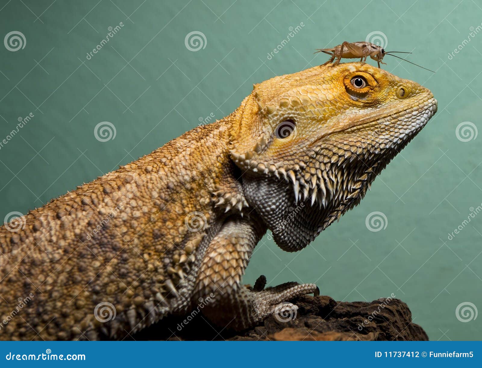 Bearded Dragon with Cricket Buddy Stock Photo Image of orange