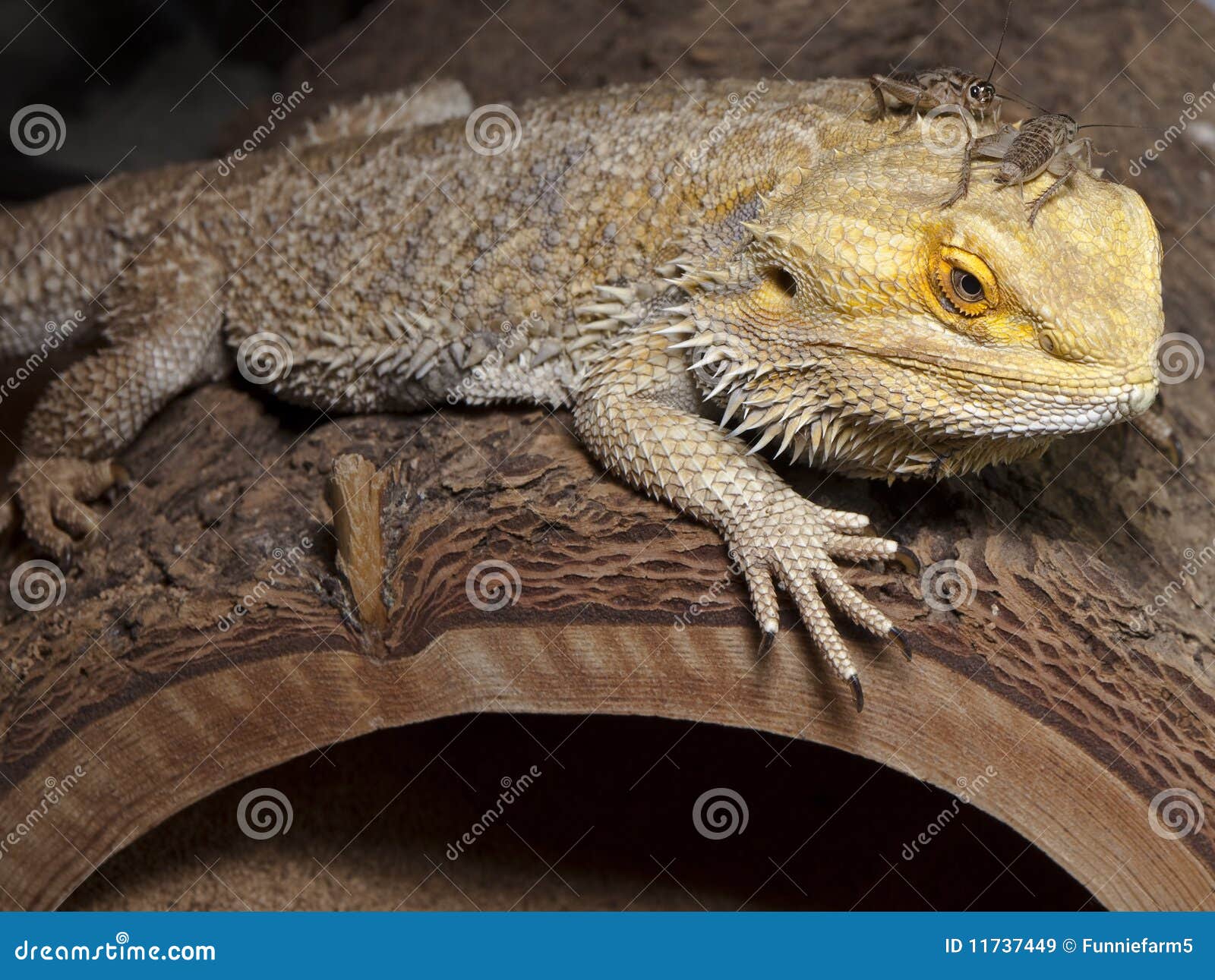 Bearded Dragon With Cricket Buddy Royalty Free Stock Images Image