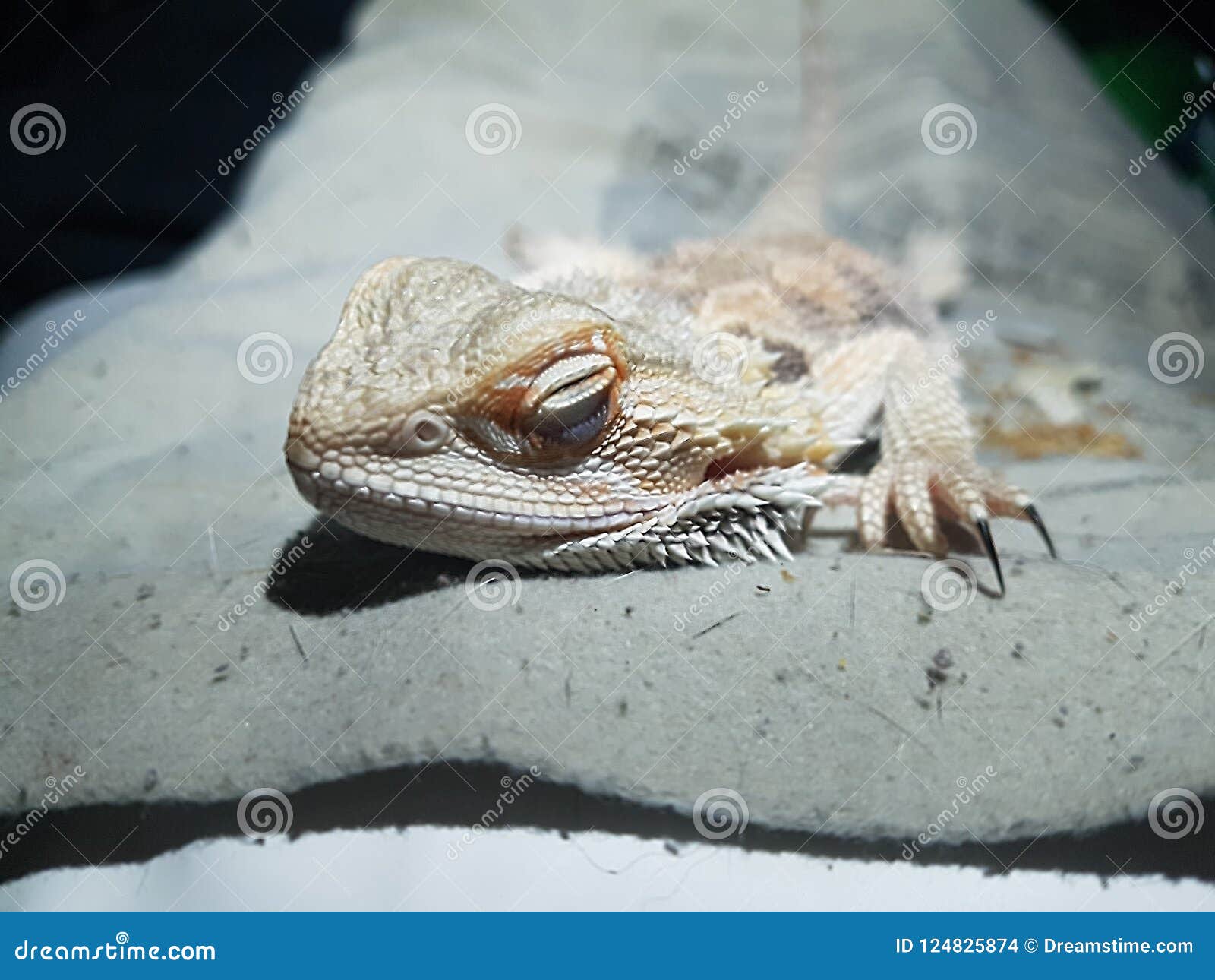 cute bearded dragons