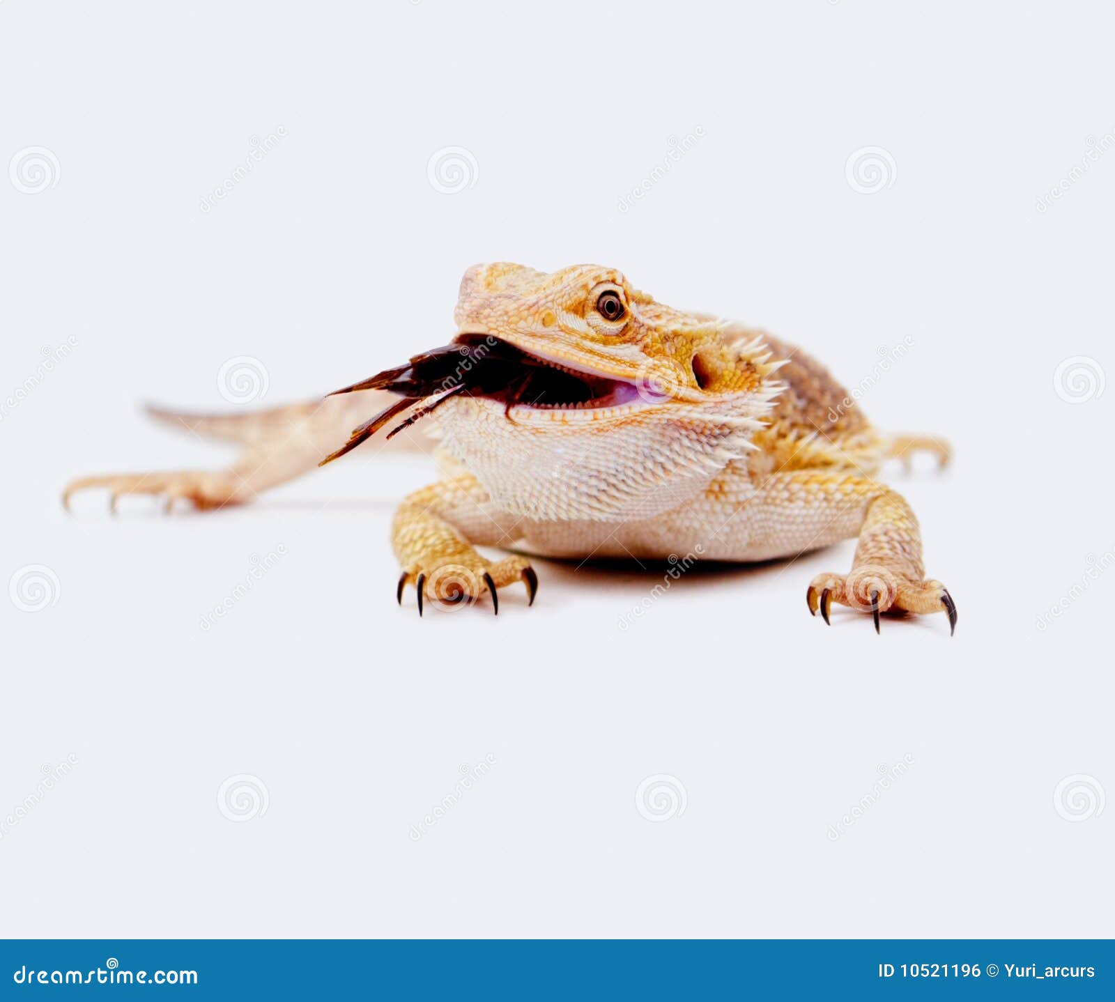 Bearded Dragon Eating Cricket Over White Stock Photo Image of cold