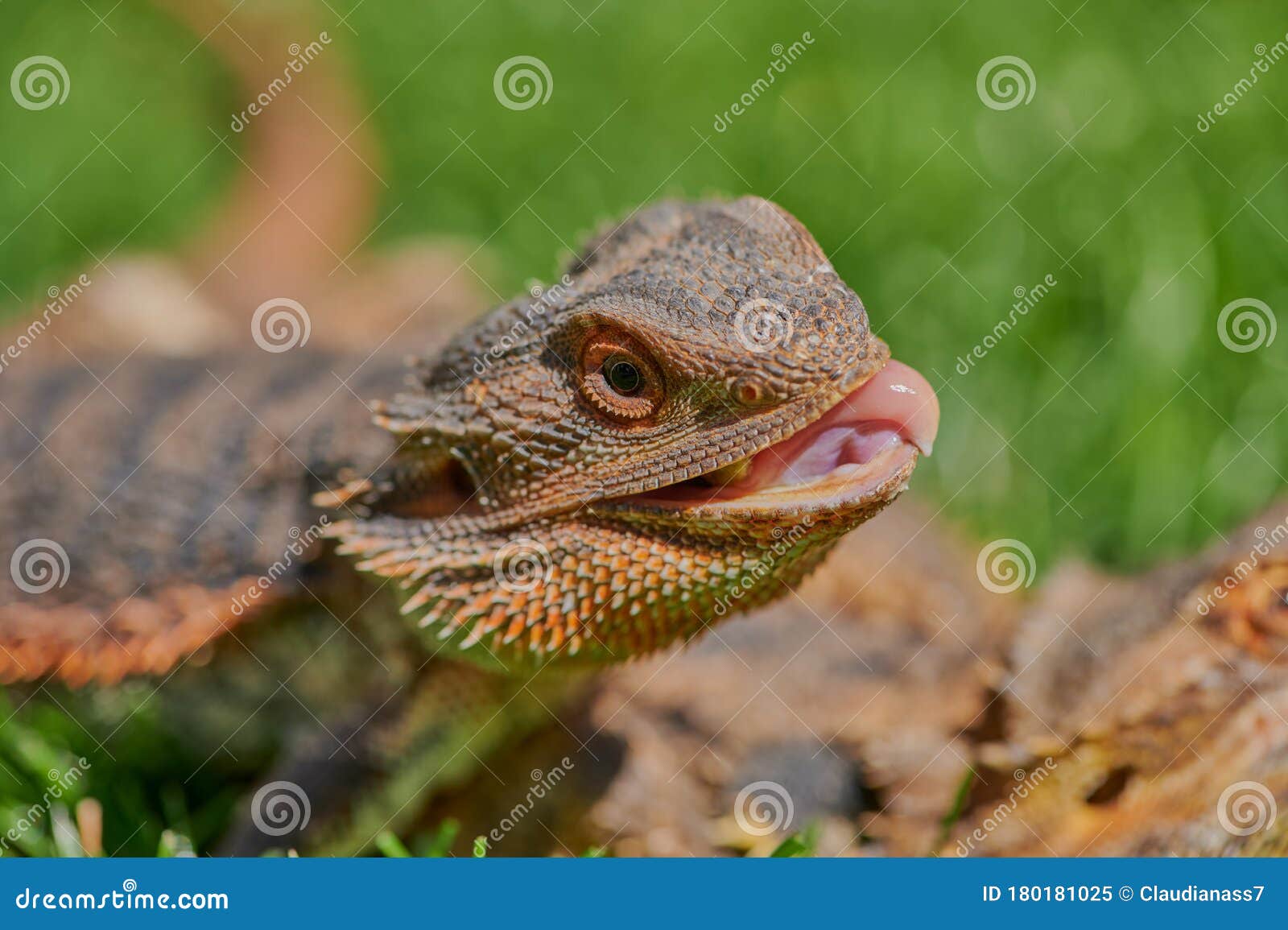 Bearded Dragon (Bartagame) Eating a Dandelion Flower Stock Image