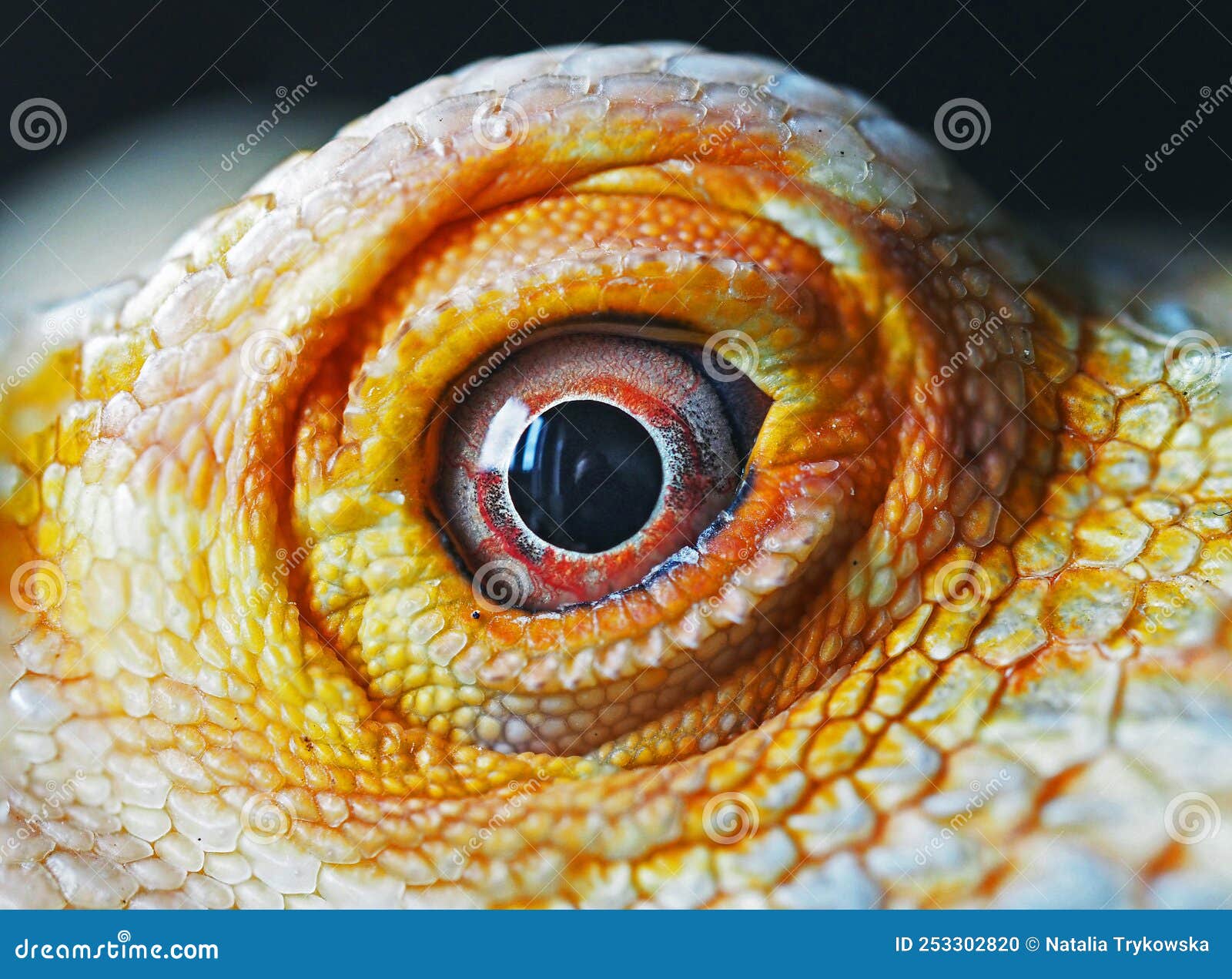 Bearded Dragon Eye Close Up Macro Photography Stock Photo Image