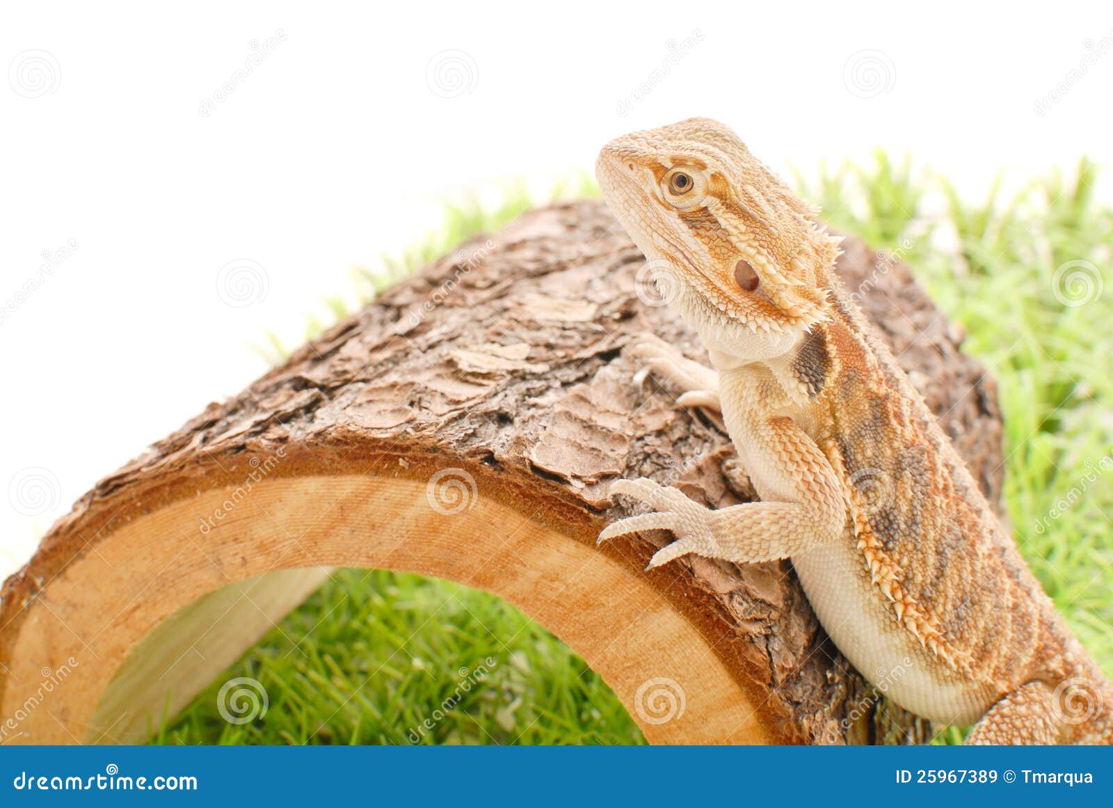Bearded Dragon on her Log stock image. Image of wood 25967389