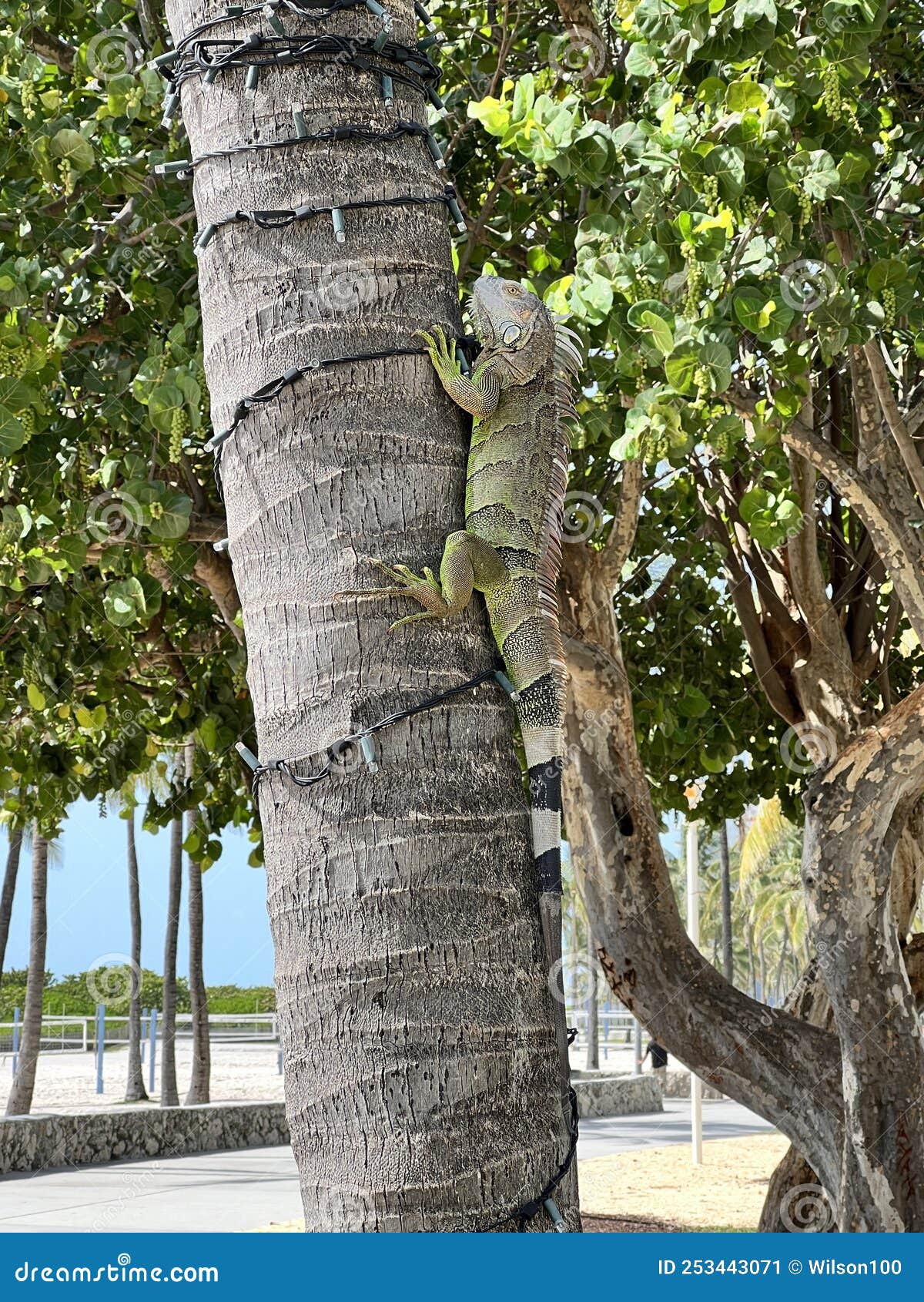 Bearded Dragon stock image. Image of wild, climb, clinging 253443071
