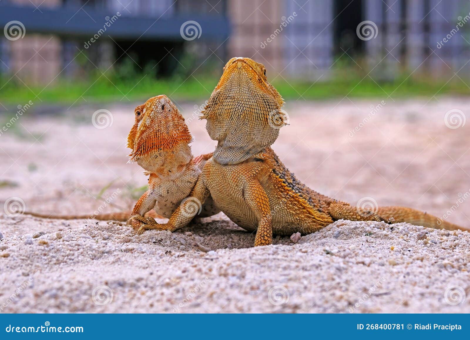 Bearded Dragon Lizard on Sand Stock Image Image of brown, park 268400781