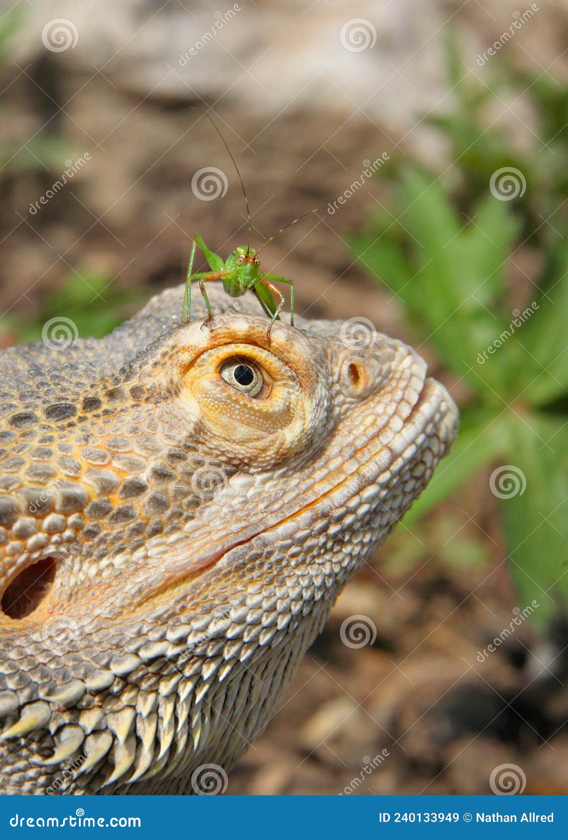 bearded dragon lizard with bug onhead