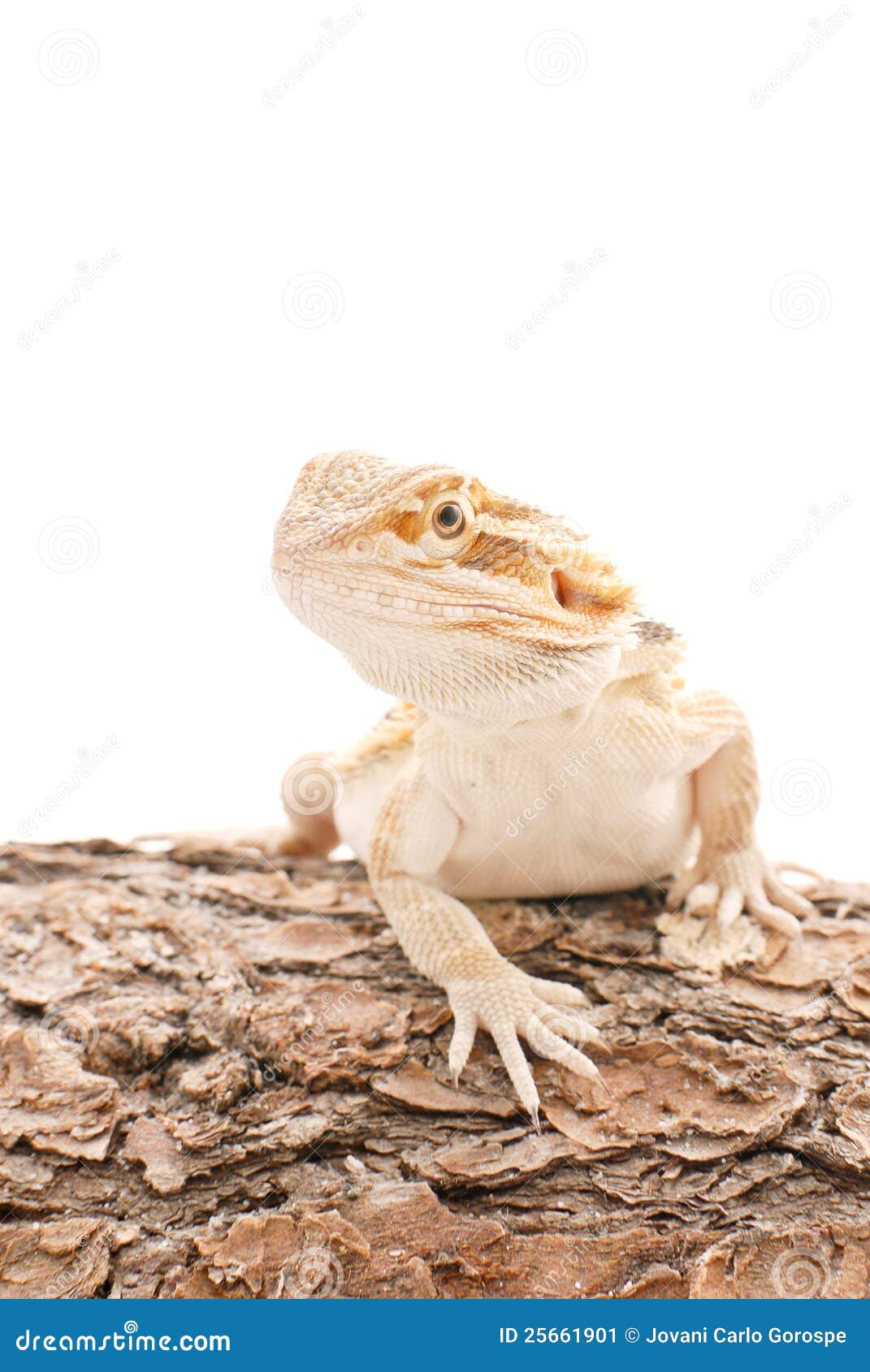 Bearded Dragon on Log stock image. Image of pogona, omnivorous 25661901