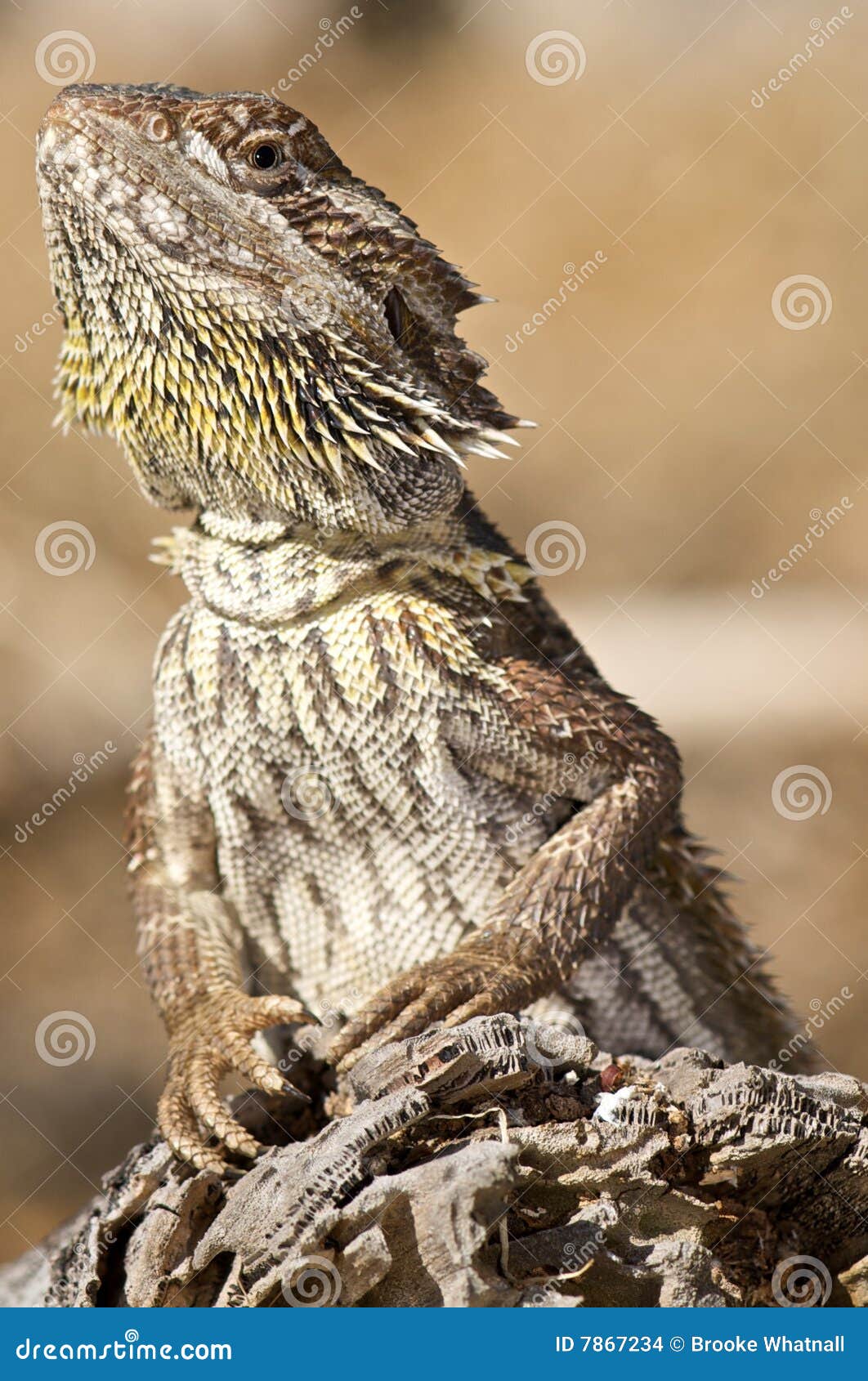 Bearded dragon on log stock photo. Image of looking, body 7867234