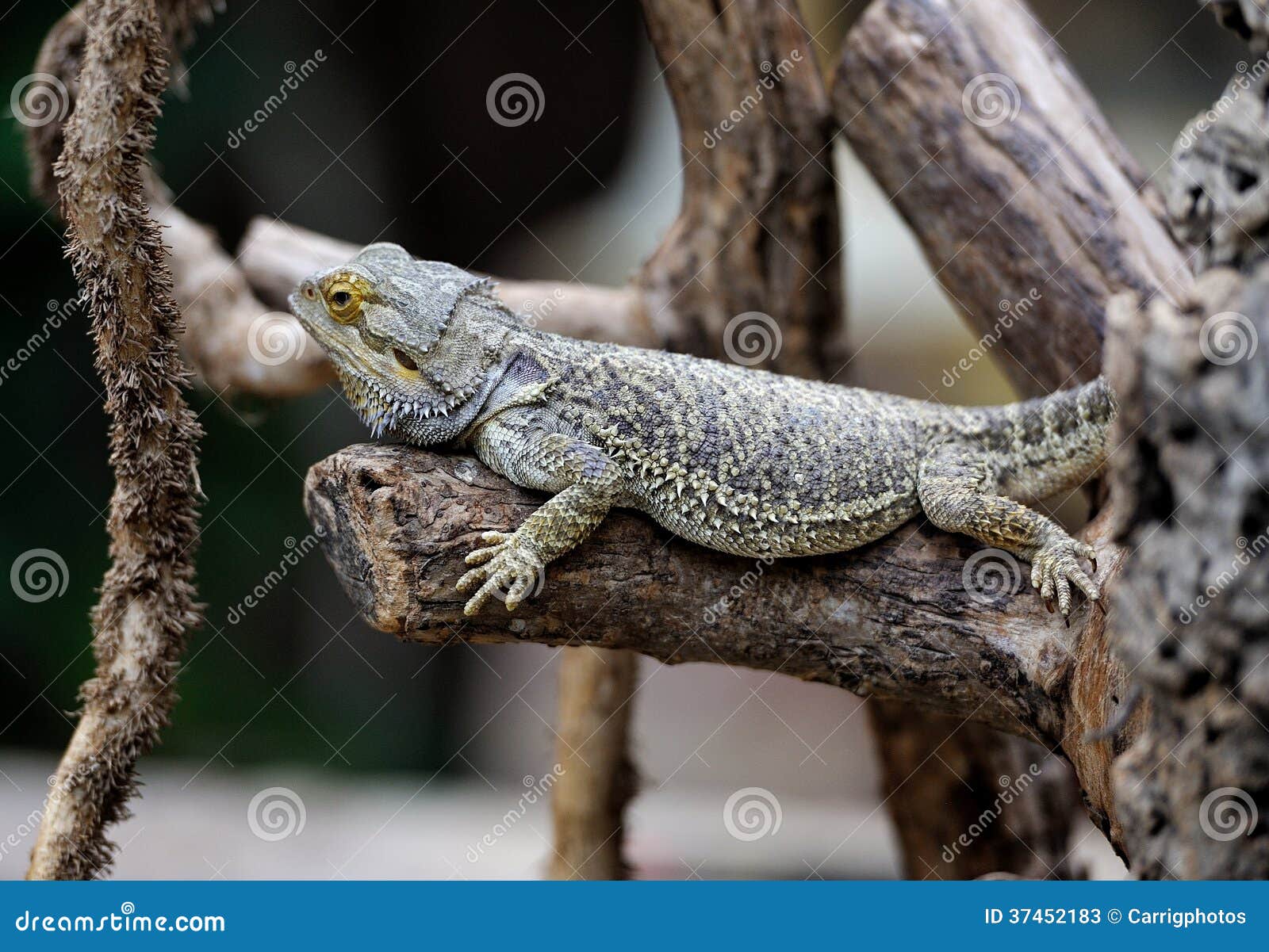 Bearded Dragon stock image. Image of beard, bearded, lizard 37452183