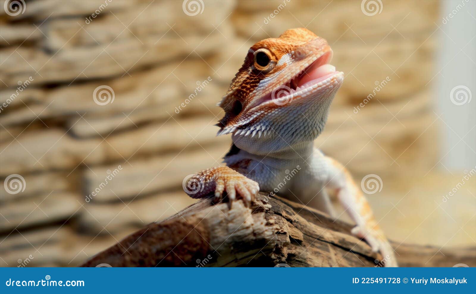 Bearded Dragon in Natural Environment on Log Stock Photo Image of australia, beauty 225491728