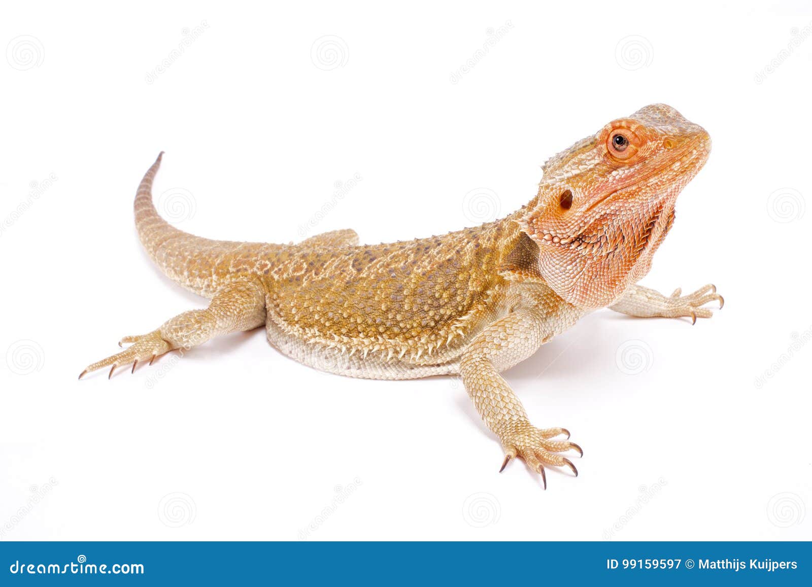 bearded dragon, pogona vitticeps