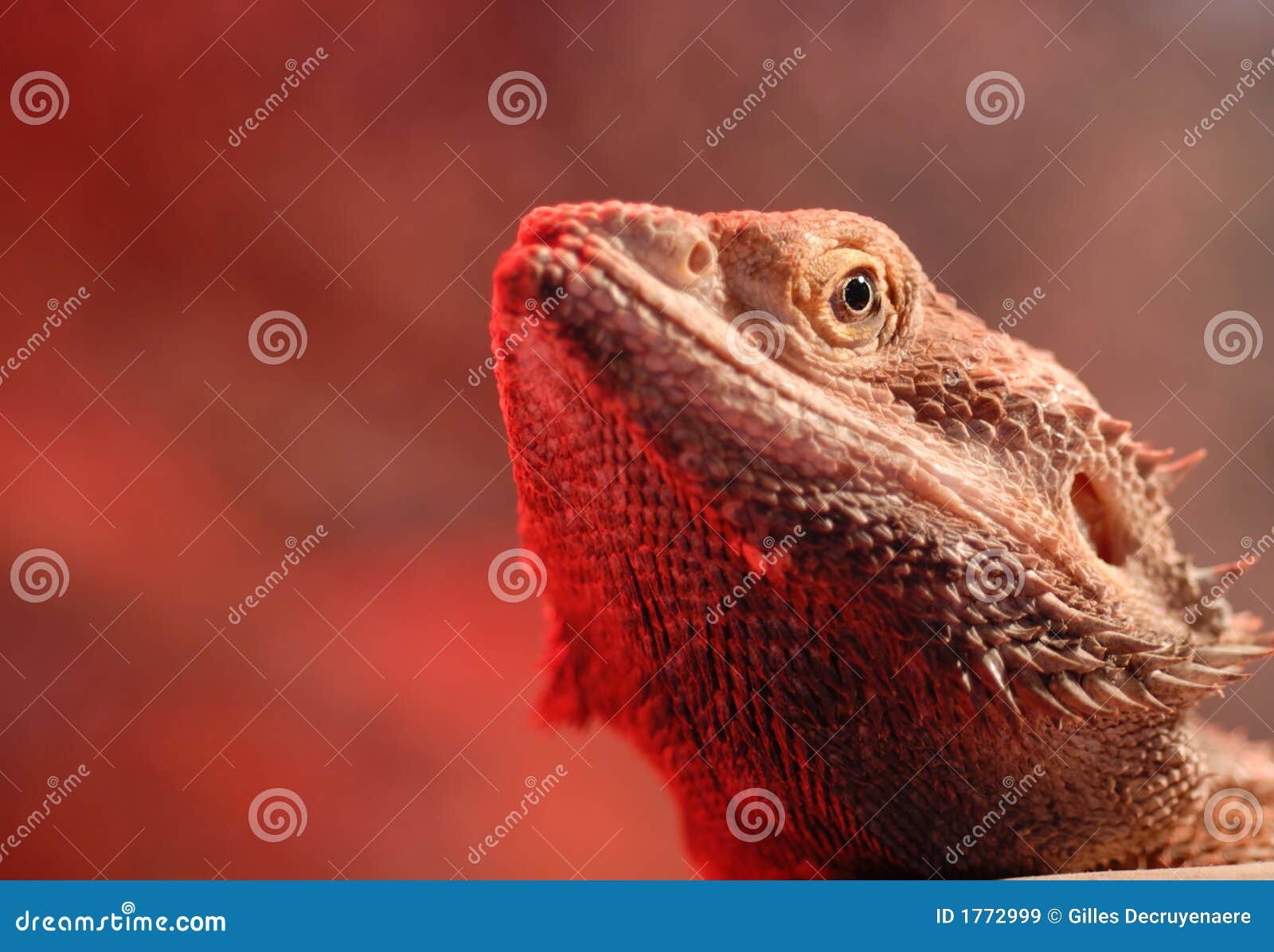 Red Bearded Dragon