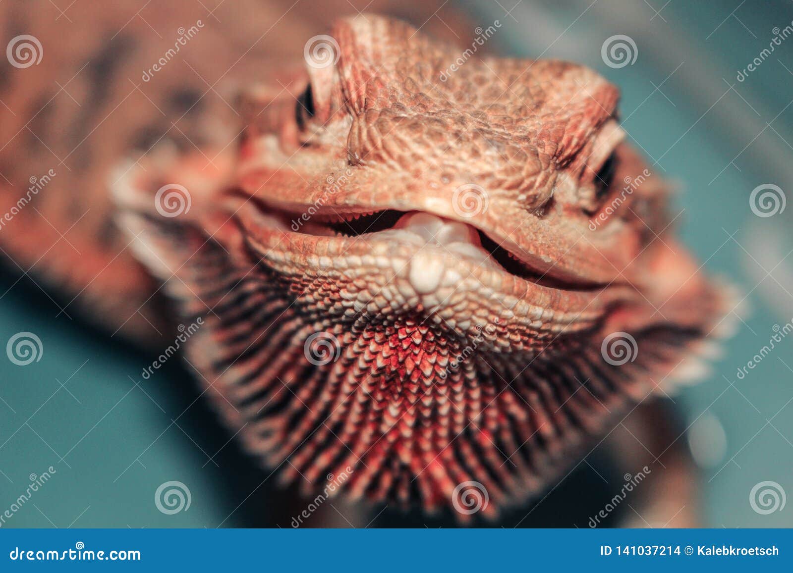 bearded dragon - posing like a champ on a large boulder with soft focus